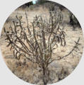 Cholla Cactus -  - Wholesale Landscape Supplies - Back Breakers Landscaping & Maintenance