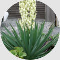 Spanish Dagger Yucca -  - Wholesale Landscape Supplies - Back Breakers Landscaping & Maintenance