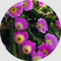 Devils Fingers Cactus -  - Wholesale Landscape Supplies - Back Breakers Landscaping & Maintenance